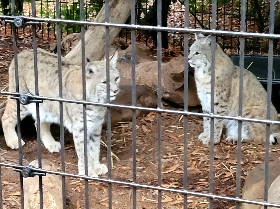 chattanooga-zoo