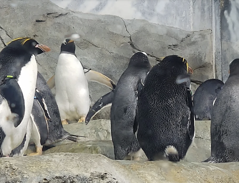 Tennessee Aquarium