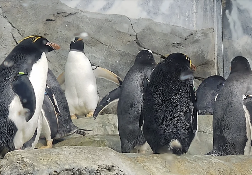 Tennessee Aquarium